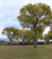 Large trees near picnic area